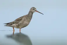 Totano moro
