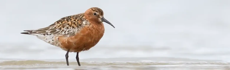 Piovanello comune