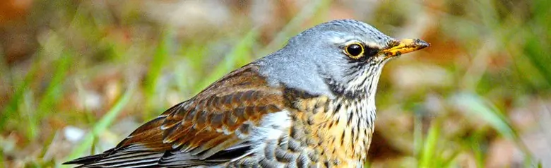 Cesena. Seduto a terra. Testa grigia, dorso marrone scuro e macchie sul petto dorate. Ventre bianco.