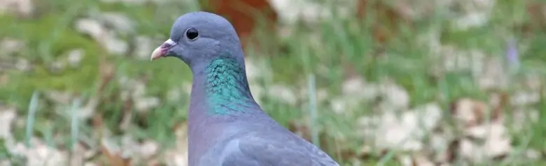 Colombella. Seduto sul prato, dove ci sono muschio e foglie autunnali cadute.