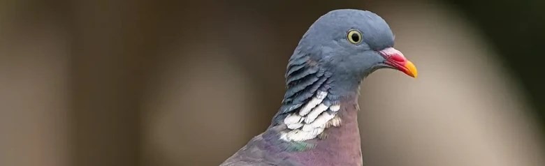 Colombaccio. Qui visto su un ramo. Grande piccione dai colori grigio-blu e con marcature bianche sulle ali e sul collo.