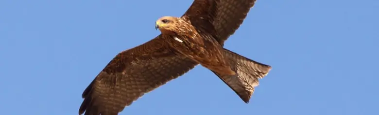 Nibbio bruno. Si libra in volo contro un cielo blu. Ali larghe. Piumaggio scuro e coda solo leggermente biforcuta.