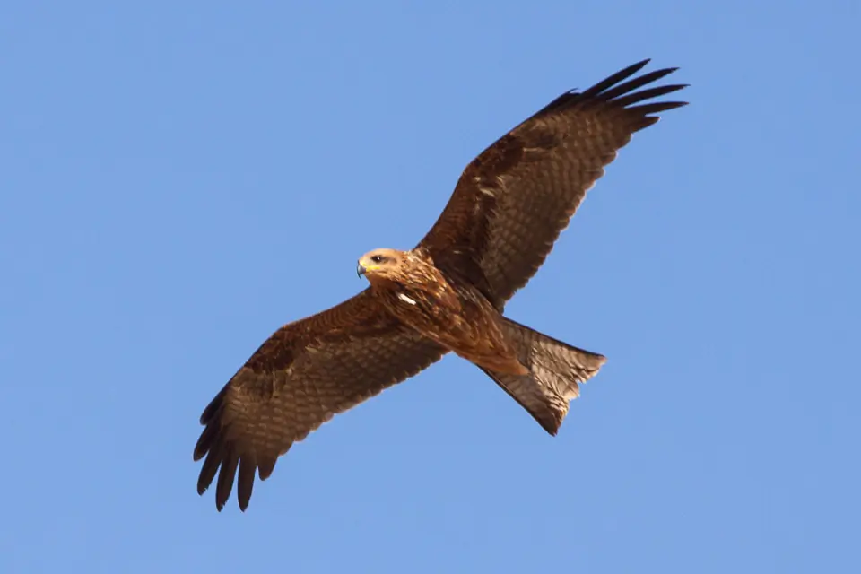Nibbio bruno. Si libra in volo contro un cielo blu. Ali larghe. Piumaggio scuro e coda solo leggermente biforcuta.