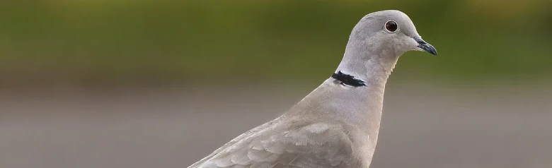 Tortora dal collare orientale. Un piccione più piccolo, ma molto elegante. Qui lo si vede in piedi sul terreno. Uccello grigio con striscia nera sul collo.