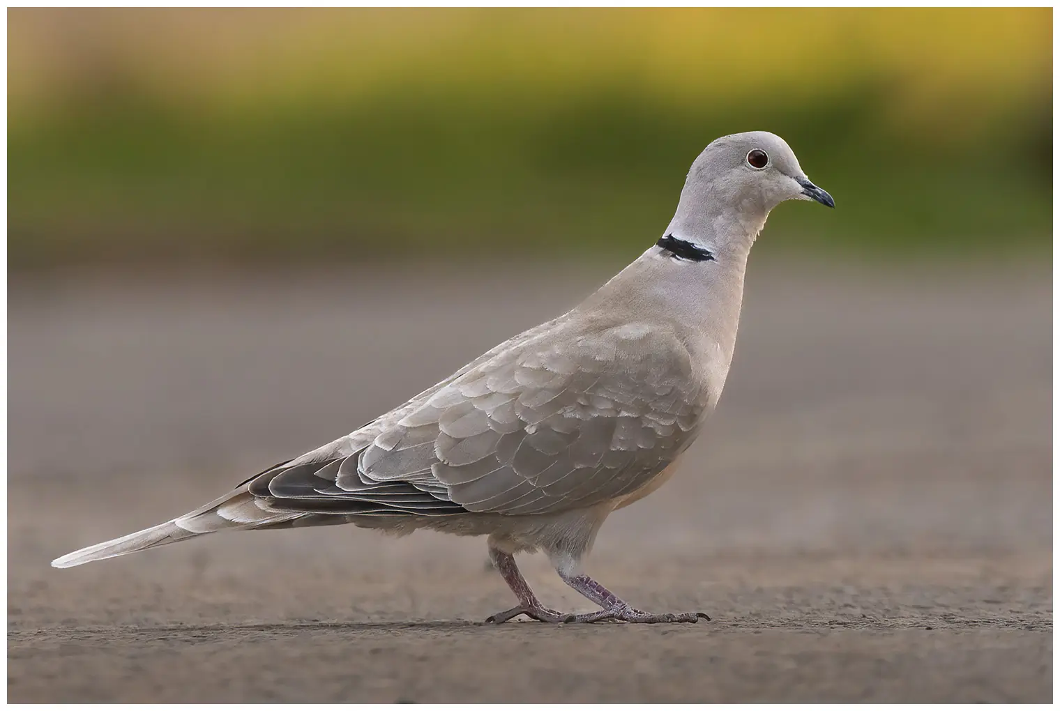 Tortora dal collare orientale. Un piccione più piccolo, ma molto elegante. Qui lo si vede in piedi sul terreno. Uccello grigio con striscia nera sul collo.