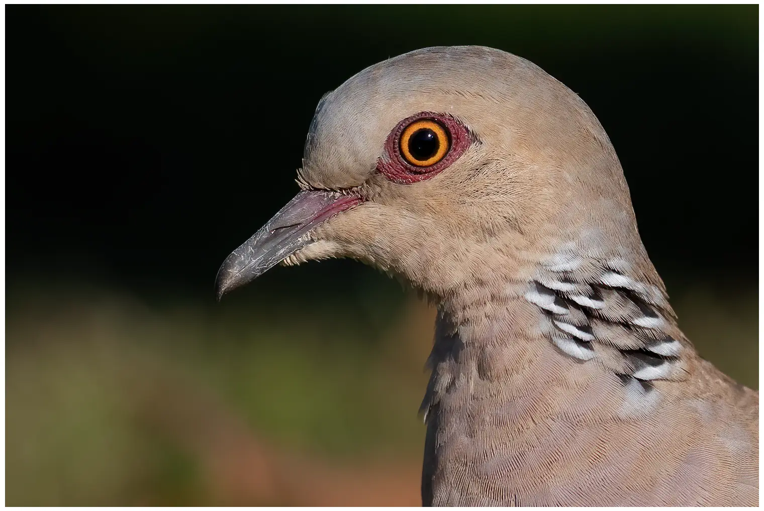 Tortora europea
