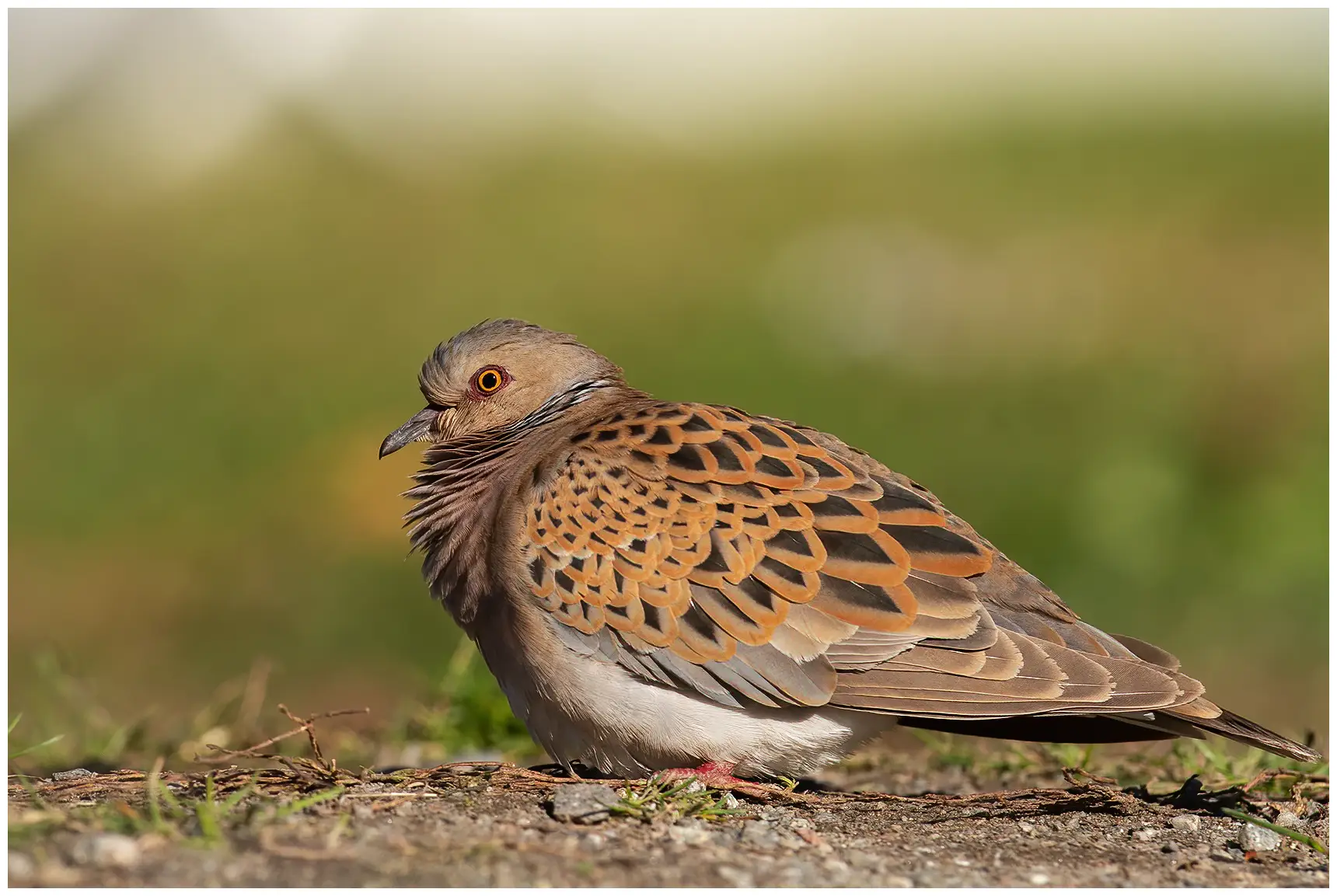 Tortora europea