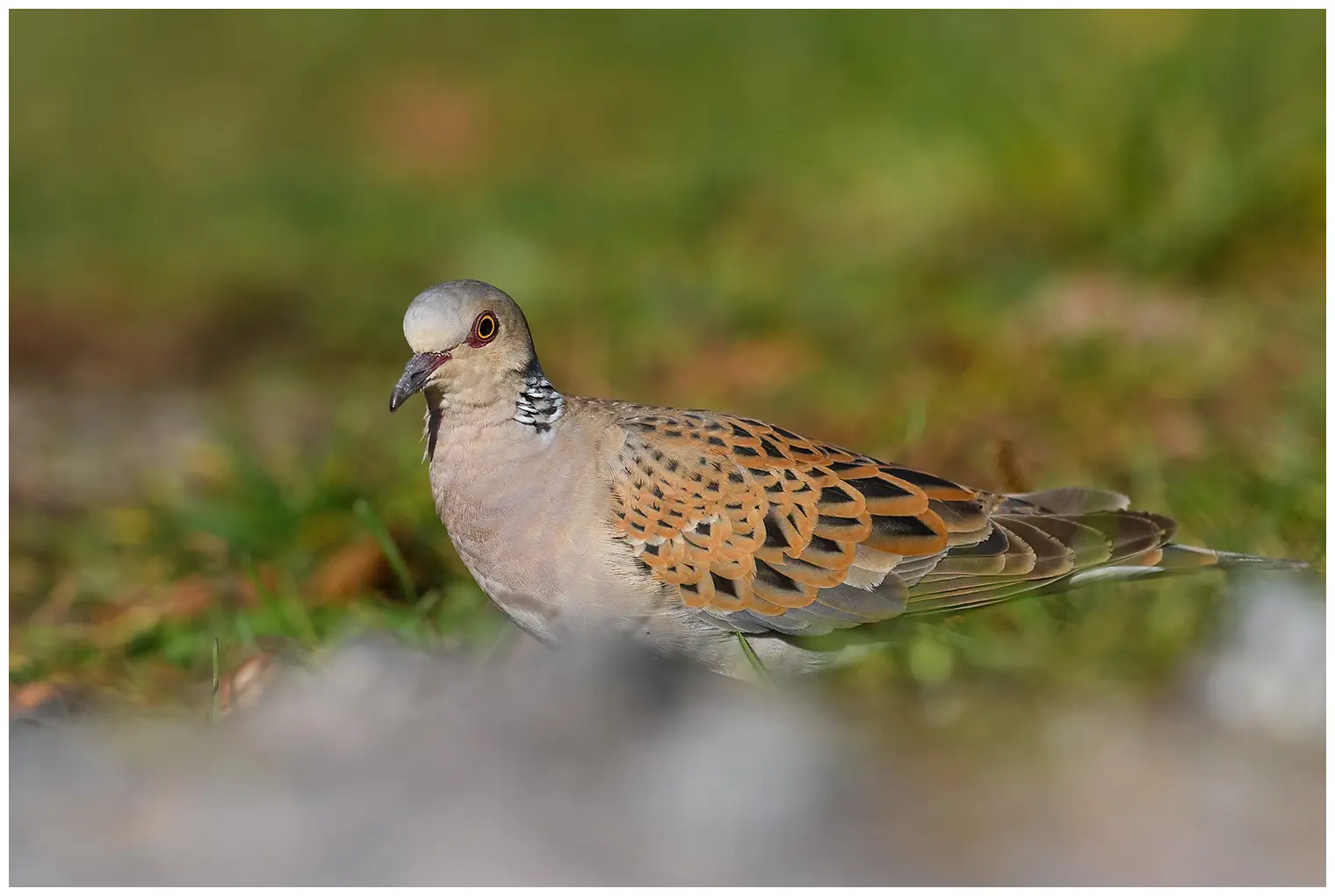 Tortora europea