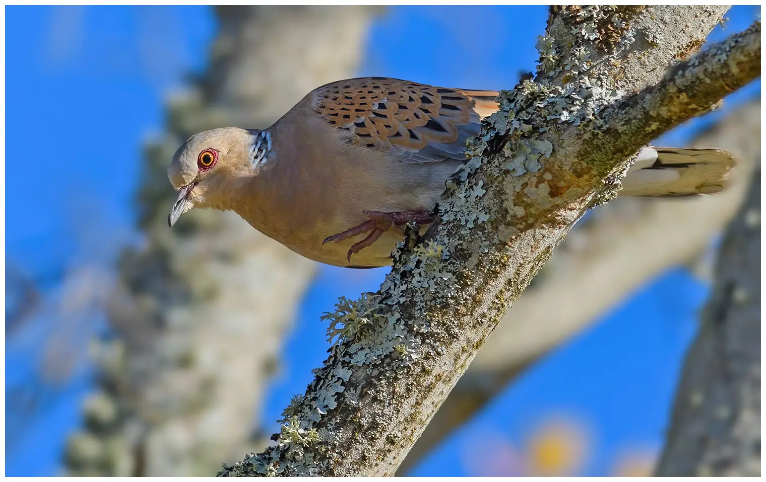 Tortora europea