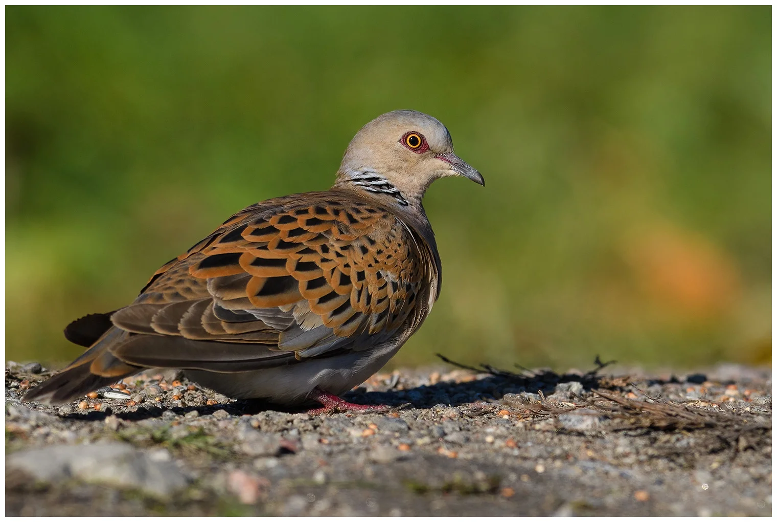 Tortora europea