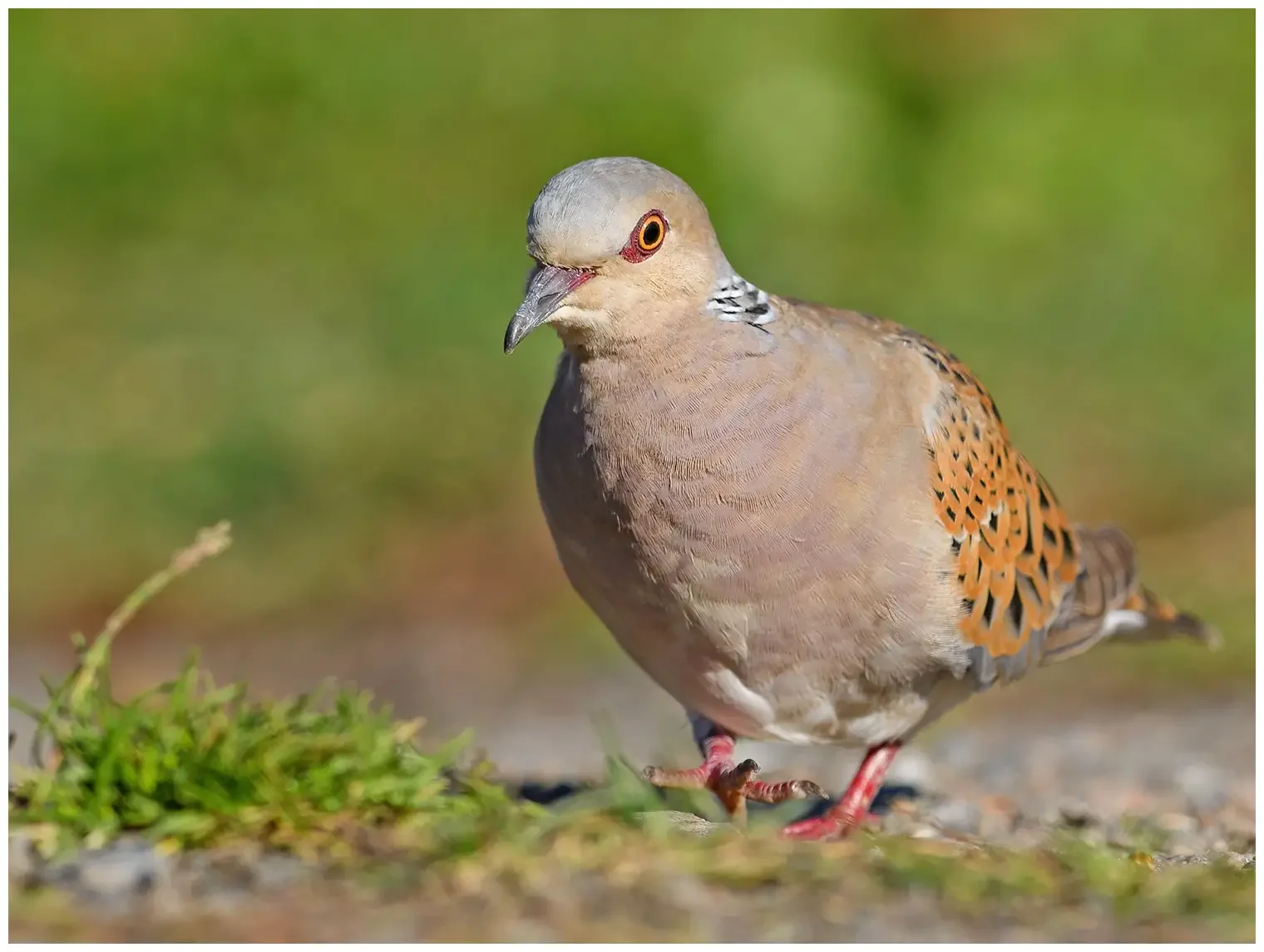 Tortora europea