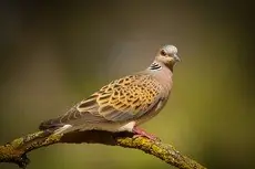 Tortora europea