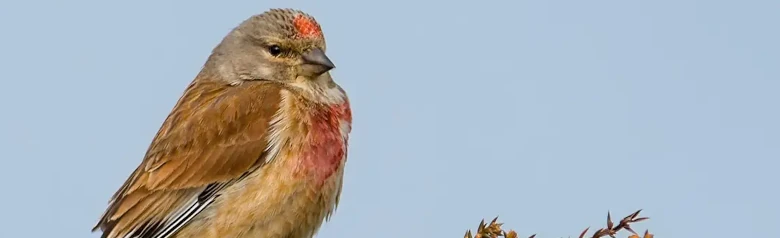 Fanello eurasiatico. In cima a un cespuglio spinoso. Dorso bruno-rossastro e bordi bianchi sulle ali. Due macchie rosse sul petto e una fronte rossa.