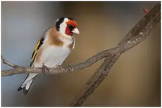 Cardellino eurasiatico
