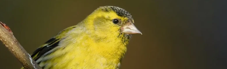 Lucherino comune. Su un ramo. Dorso verde, bande alari gialle, striscia della testa gialla e lati del petto gialli. Il dorso e il mento sono neri.