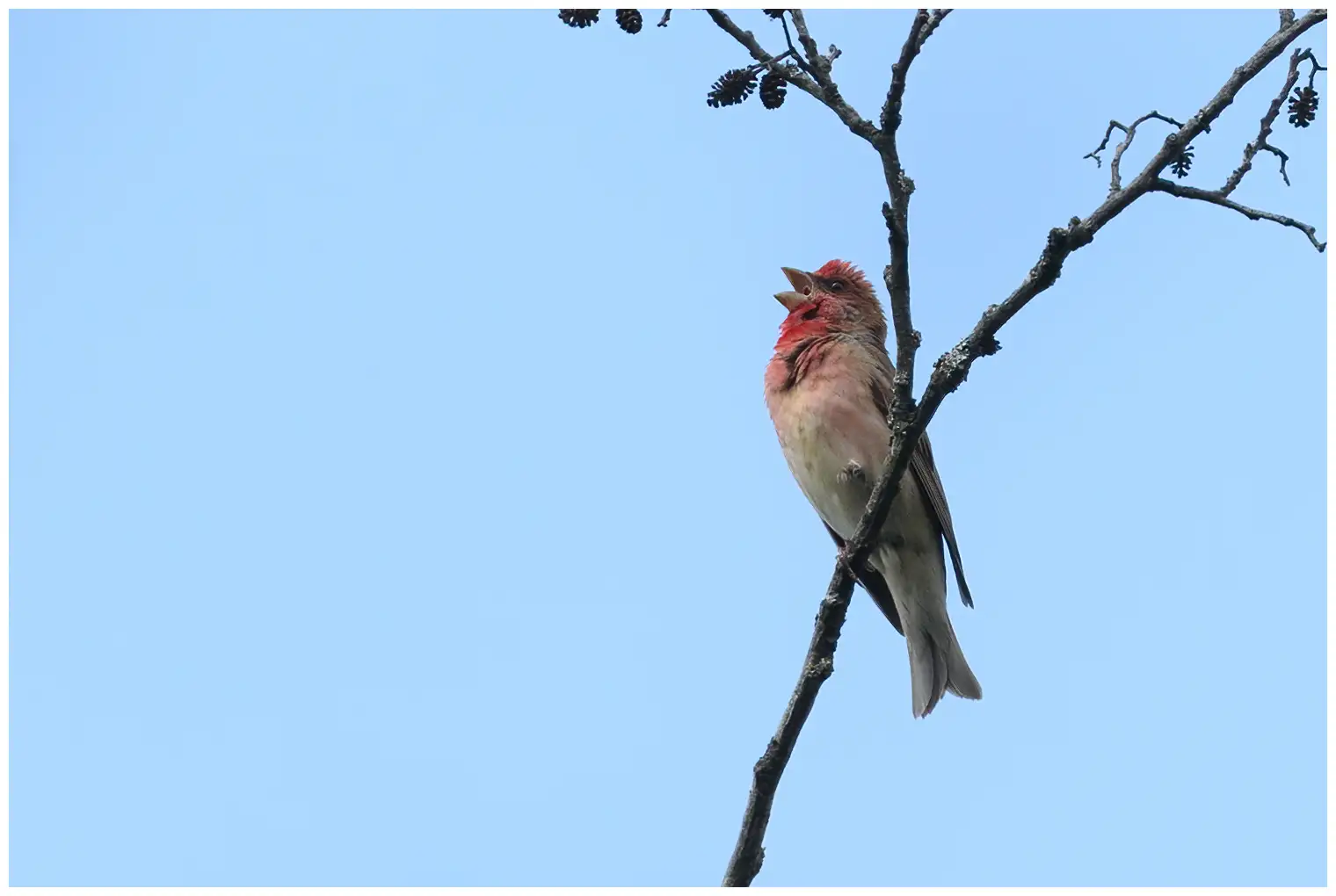 Ciuffolotto scarlatto