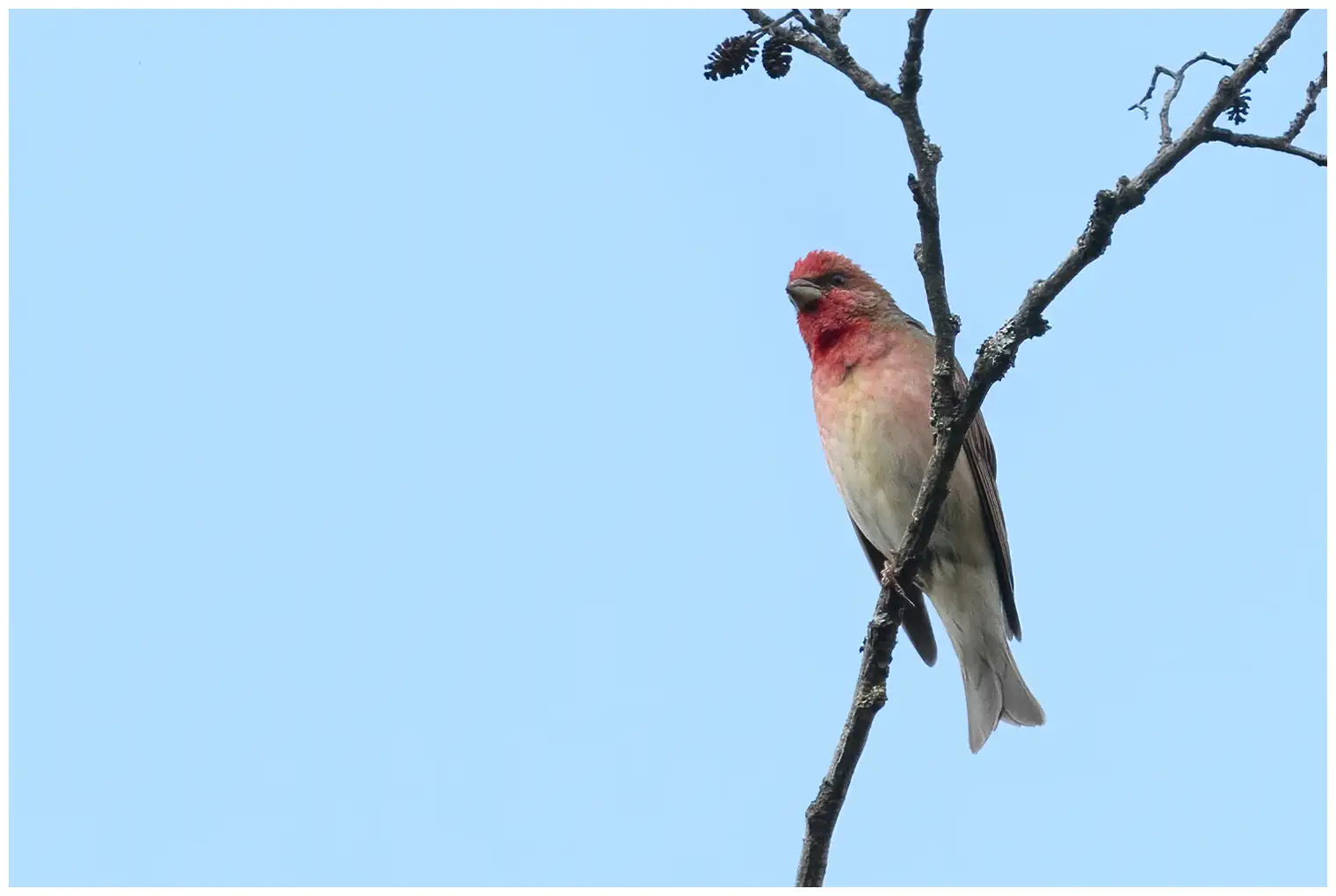 Ciuffolotto scarlatto