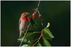 Ciuffolotto scarlatto