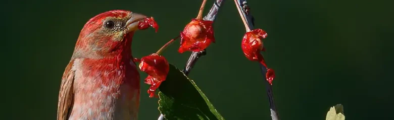 Ciuffolotto scarlatto. Mangia bacche rosse da un cespuglio. Testa, petto e parte superiore della groppa di colore rosso carminio. Il becco è forte e compatto.