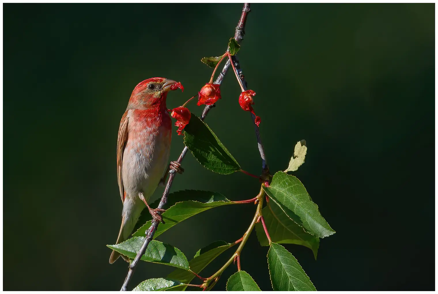 Ciuffolotto scarlatto. Mangia bacche rosse da un cespuglio. Testa, petto e parte superiore della groppa di colore rosso carminio. Il becco è forte e compatto.