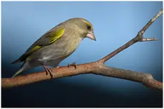Verdone eurasiatico