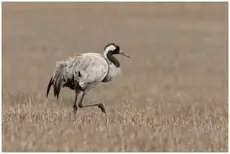 Gru