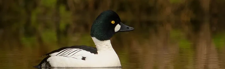 Si vede un Quattrocchi disteso sulla superficie dell'acqua. I colori e gli occhi gialli dell'uccello sono molto evidenti.