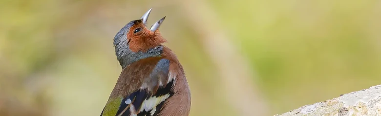 Fringuello comune. Un fringuello canta su un ramo. Corpo bruno-rossastro, testa grigio-blu e bande alari bianche.