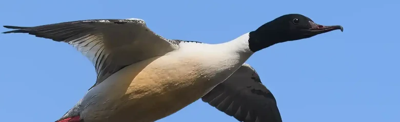 Un Smergo maggiore in volo. La punta del becco ha una forma caratteristica.
