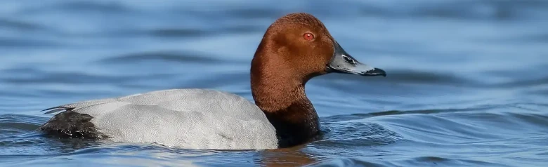 Una Moriglione in acqua. Si nota la testa marrone e l'occhio rosso.