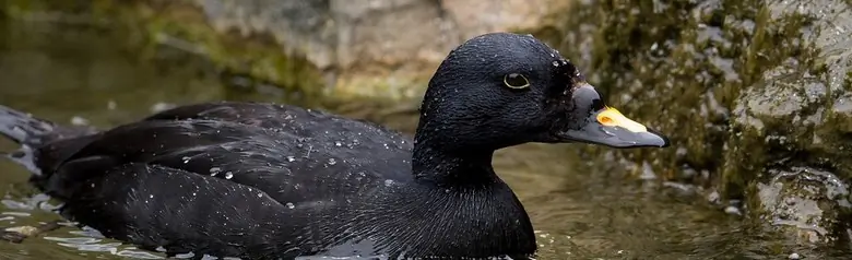 Uno Orchetto marino in acqua vicino a una scogliera. La parte superiore del becco è arancione.