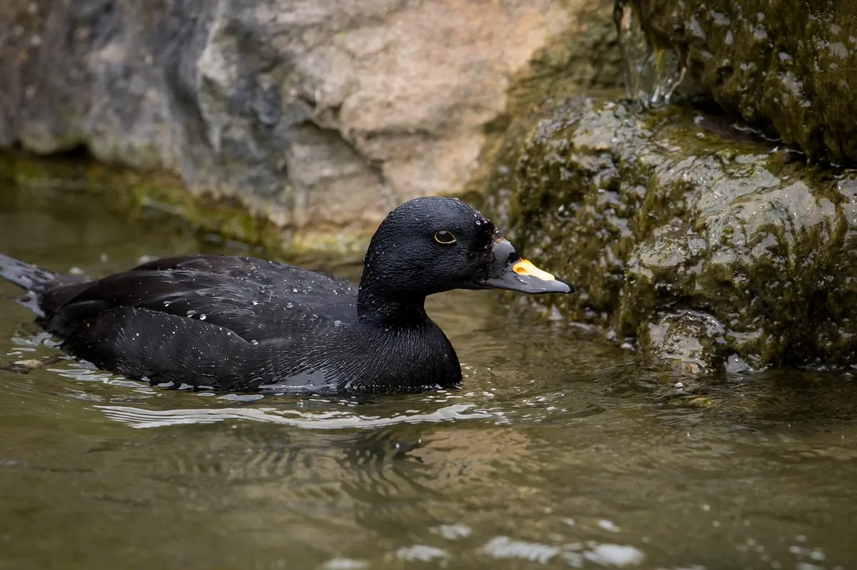 Uno Orchetto marino in acqua vicino a una scogliera. La parte superiore del becco è arancione.