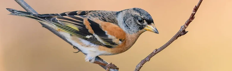Peppola. Ha riflessi arancioni nel piumaggio. Parti superiori bianche, ben visibili in volo.