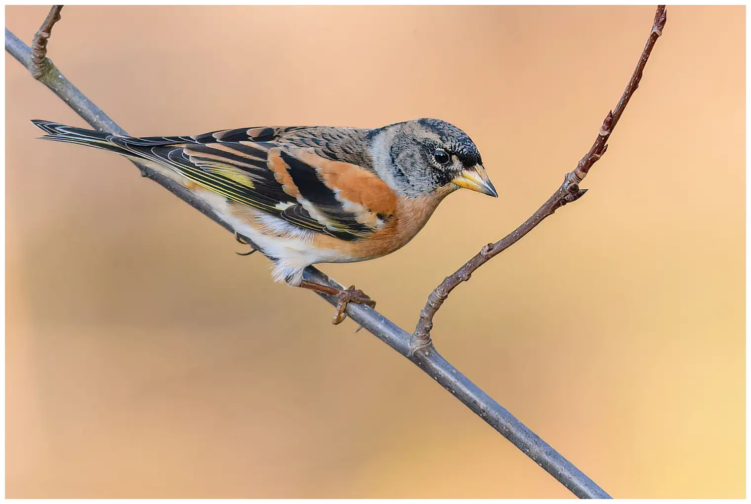 Peppola. Ha riflessi arancioni nel piumaggio. Parti superiori bianche, ben visibili in volo.
