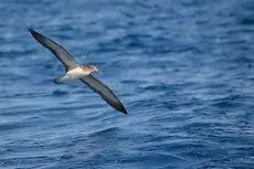 Berta maggiore mediterranea