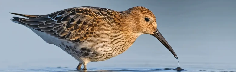Piovanello pancianera