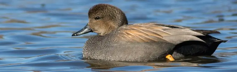 Una canapiglia in acqua. Il piumaggio presenta fini disegni brunastri e grigiastri.
