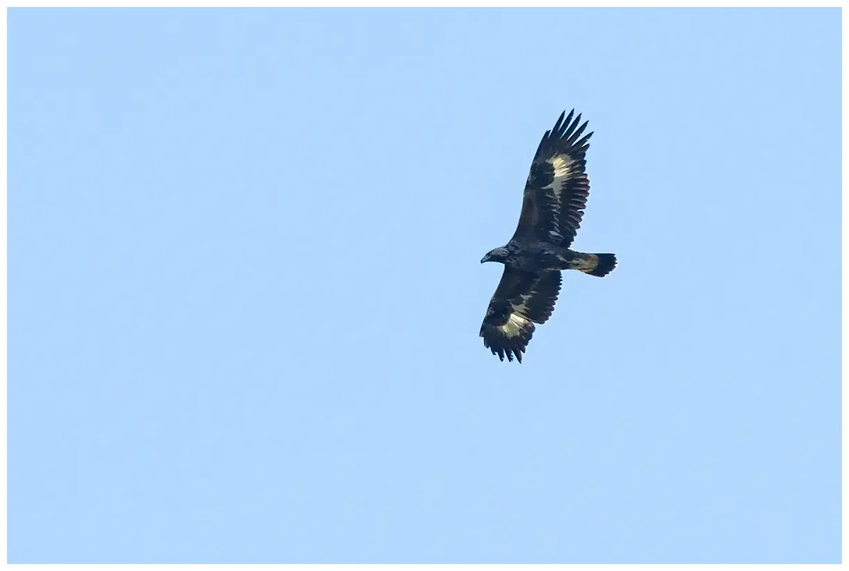 Aquila reale