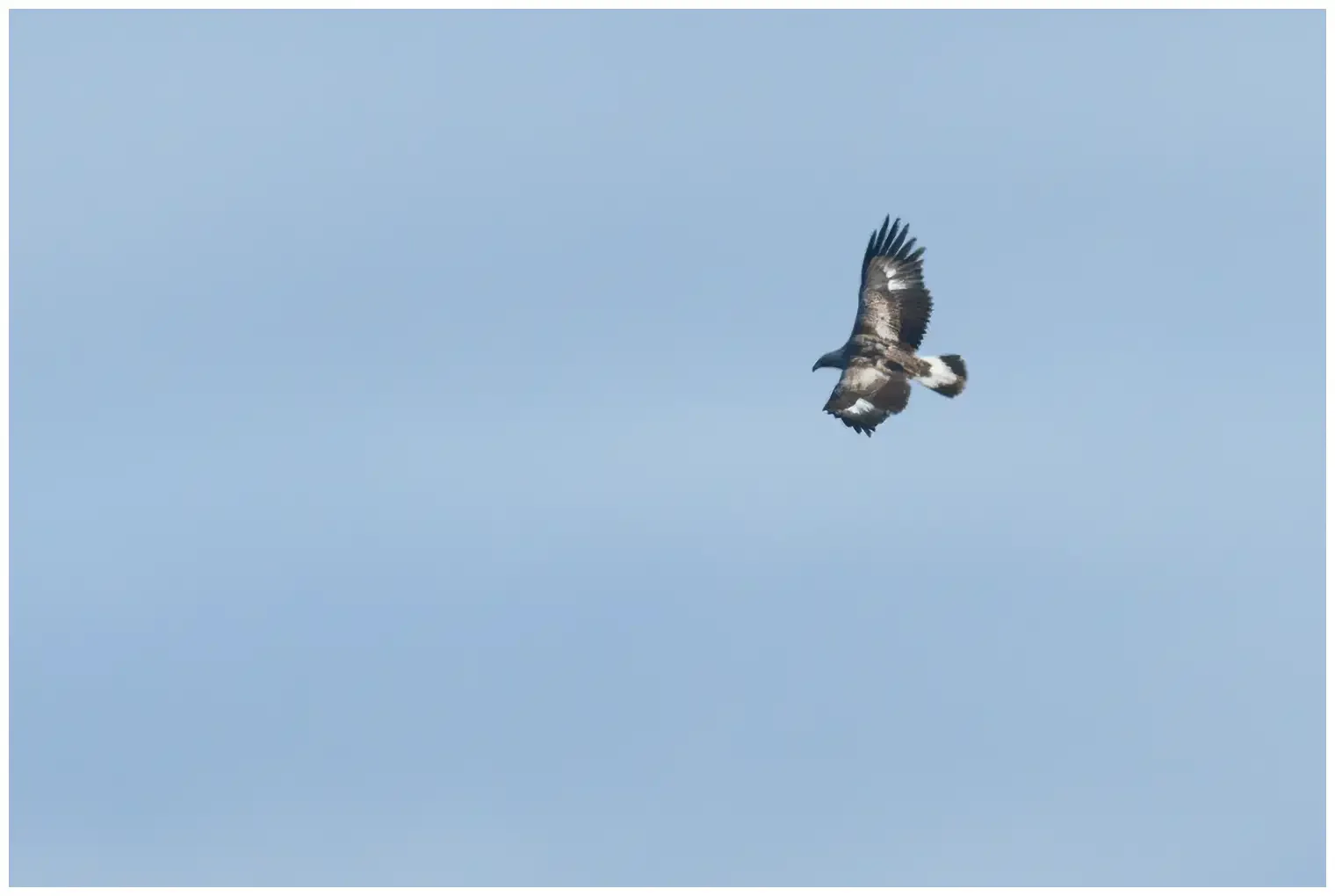 Aquila reale