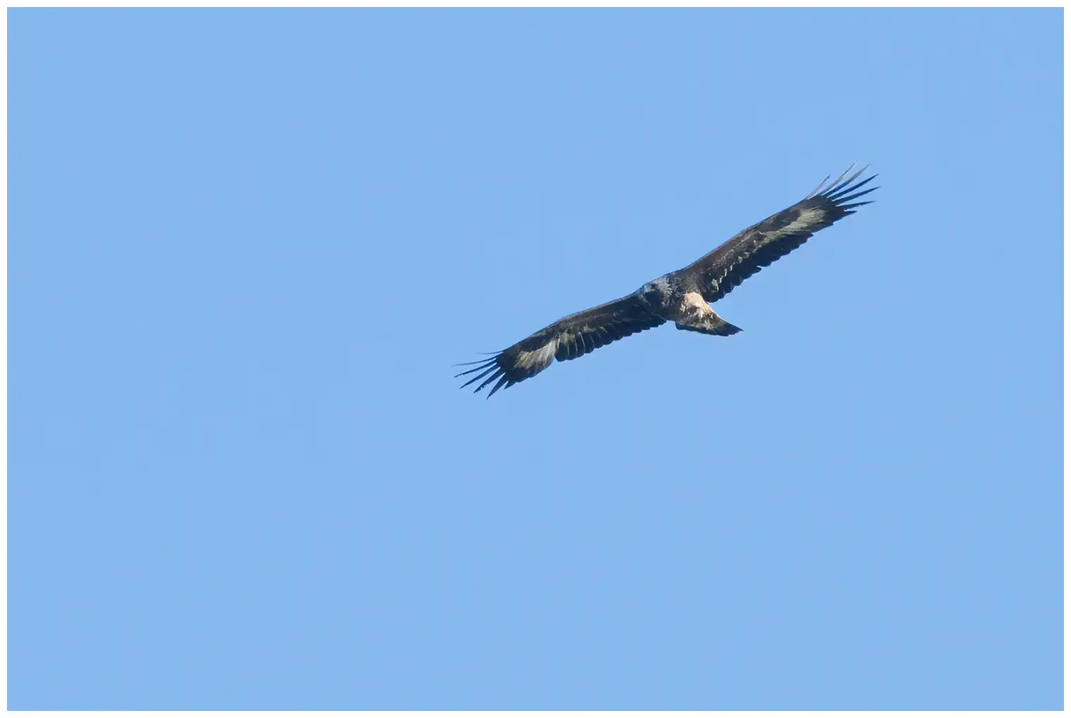 Aquila reale