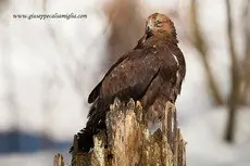 Aquila reale