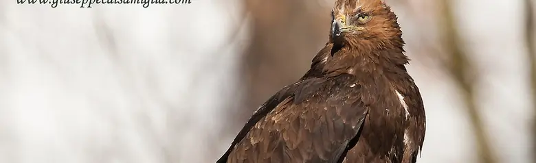 Aquila reale. Seduto sul ceppo di un albero morto. Il piumaggio è prevalentemente marrone scuro con la testa dorata.