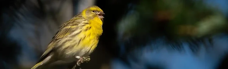 Verzellino europeo. Canta sugli alberi. Becco corto e compatto. Forti strisce longitudinali sul dorso e sui fianchi. Fronte e petto giallo limone.