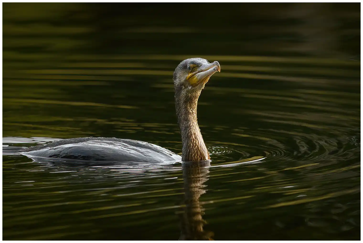 Cormorano