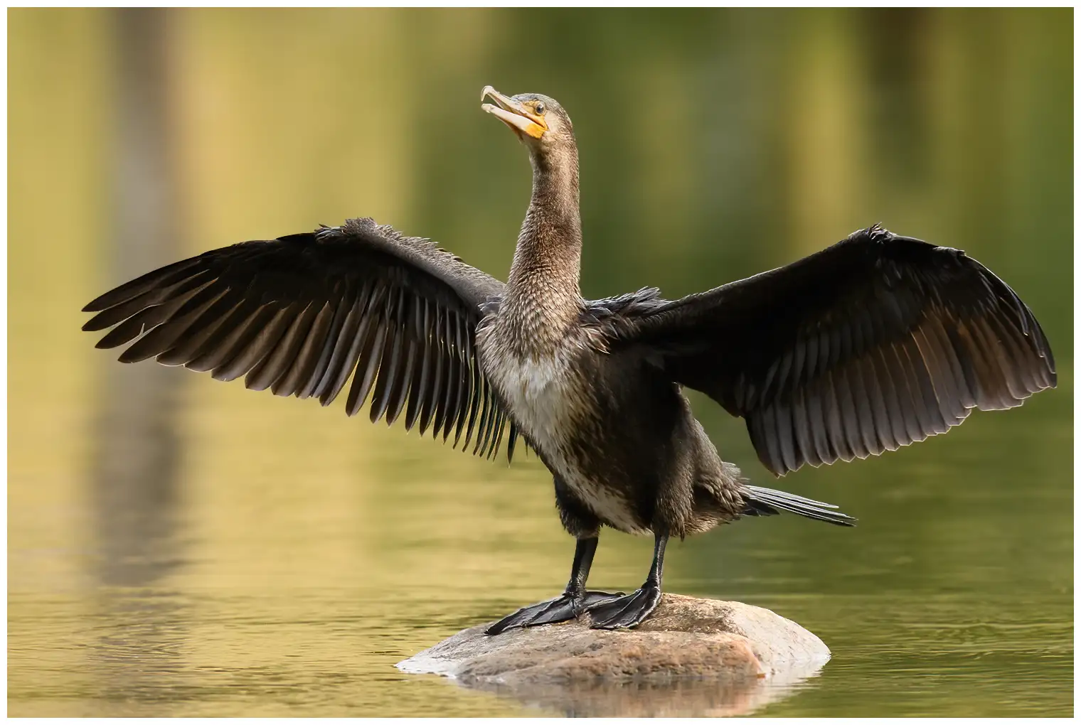 Cormorano