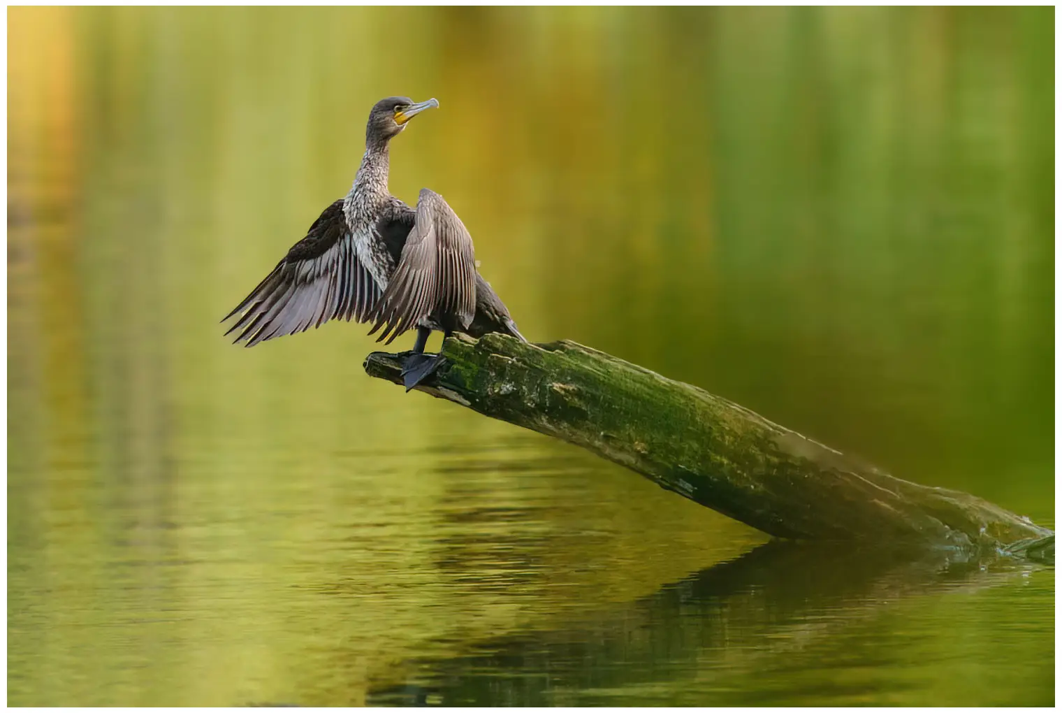 Cormorano