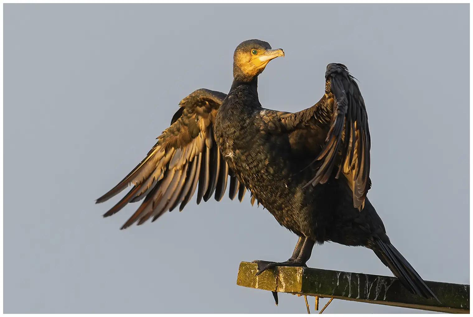 Cormorano