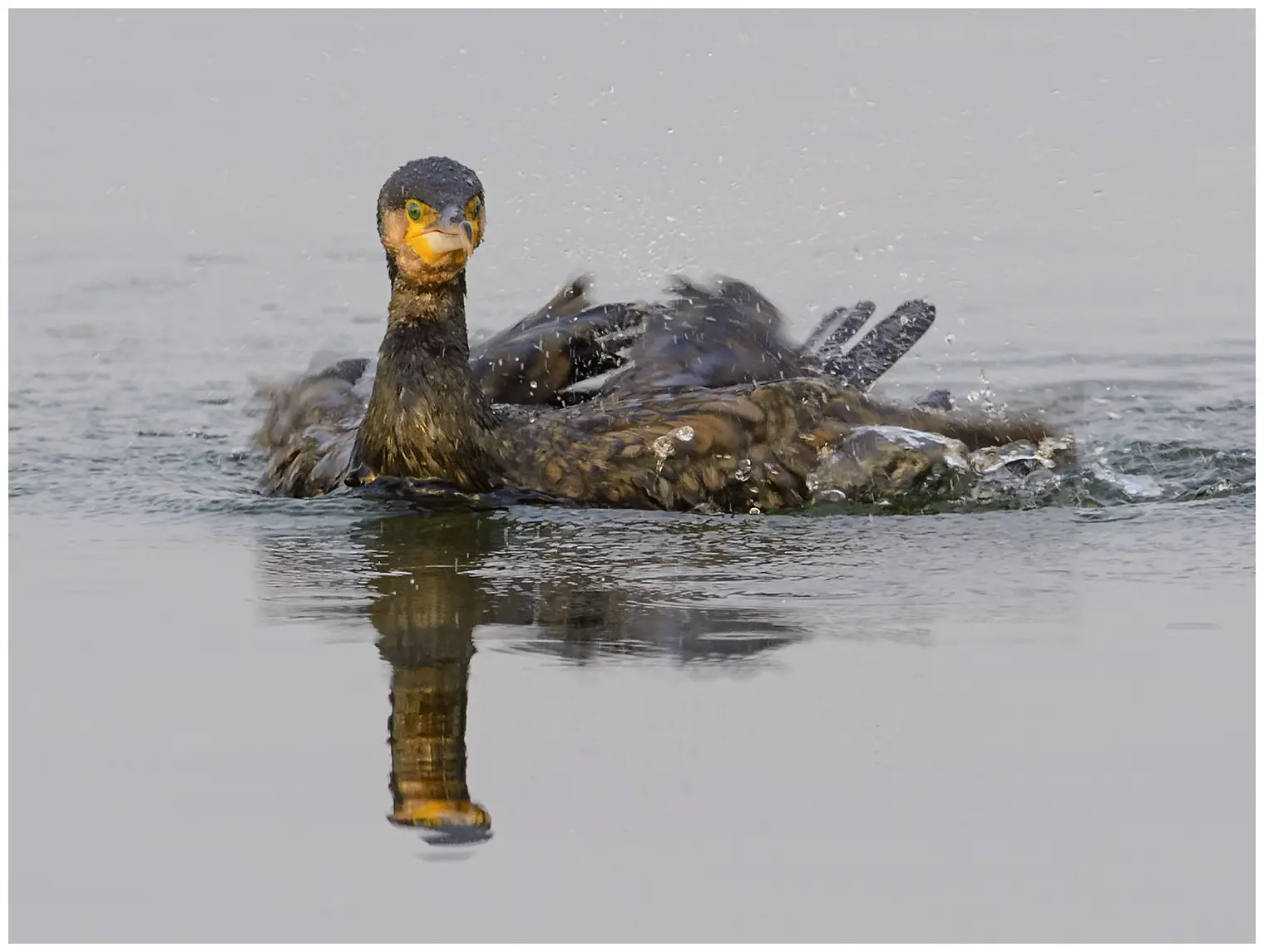 Cormorano