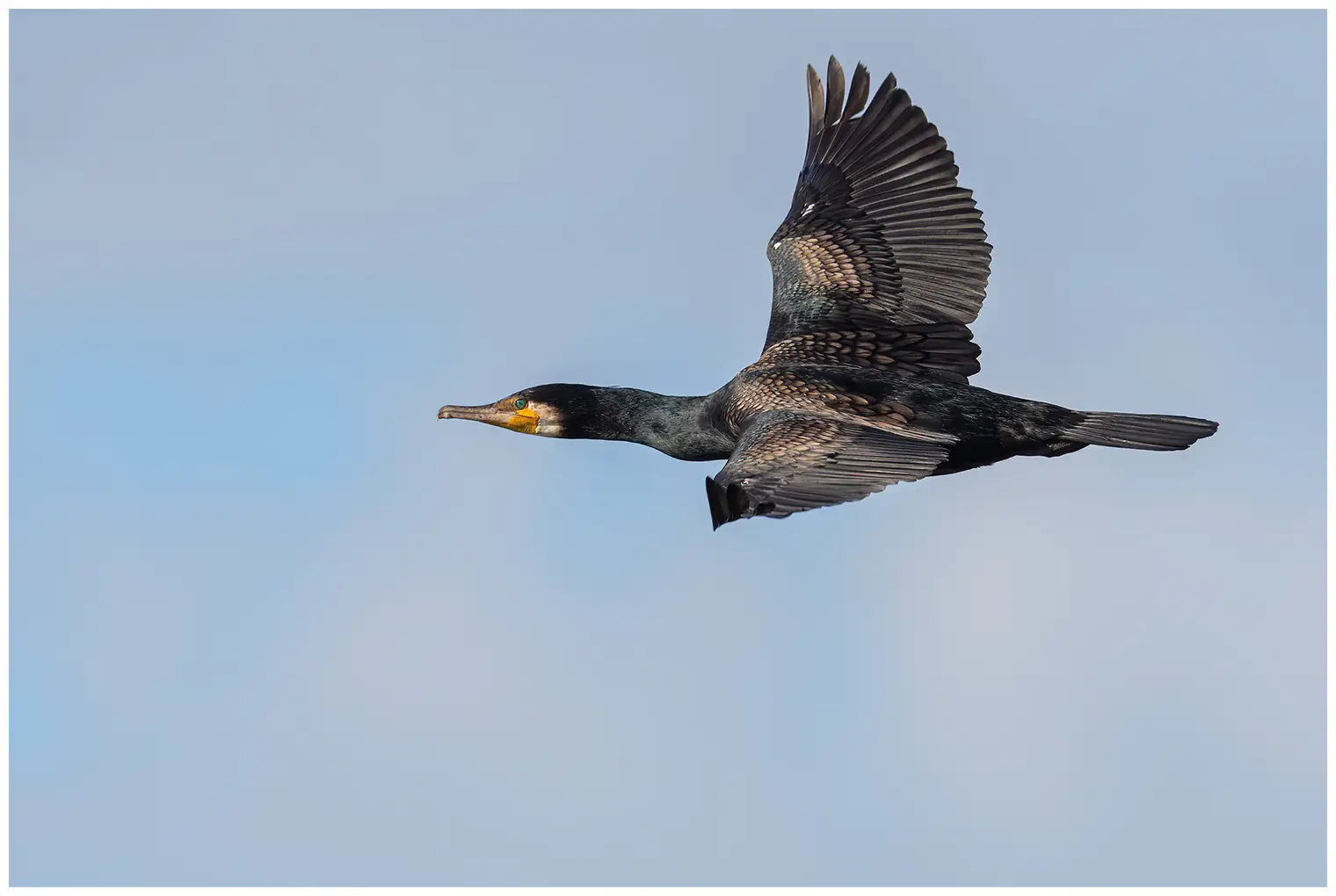 Cormorano