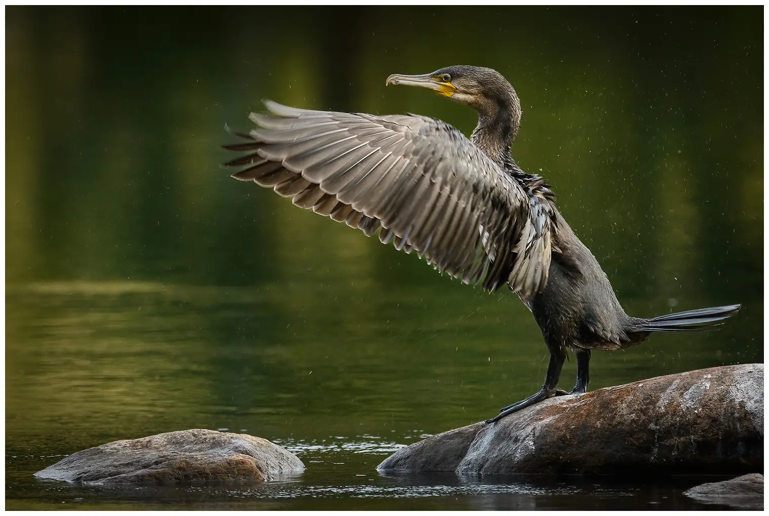 Cormorano
